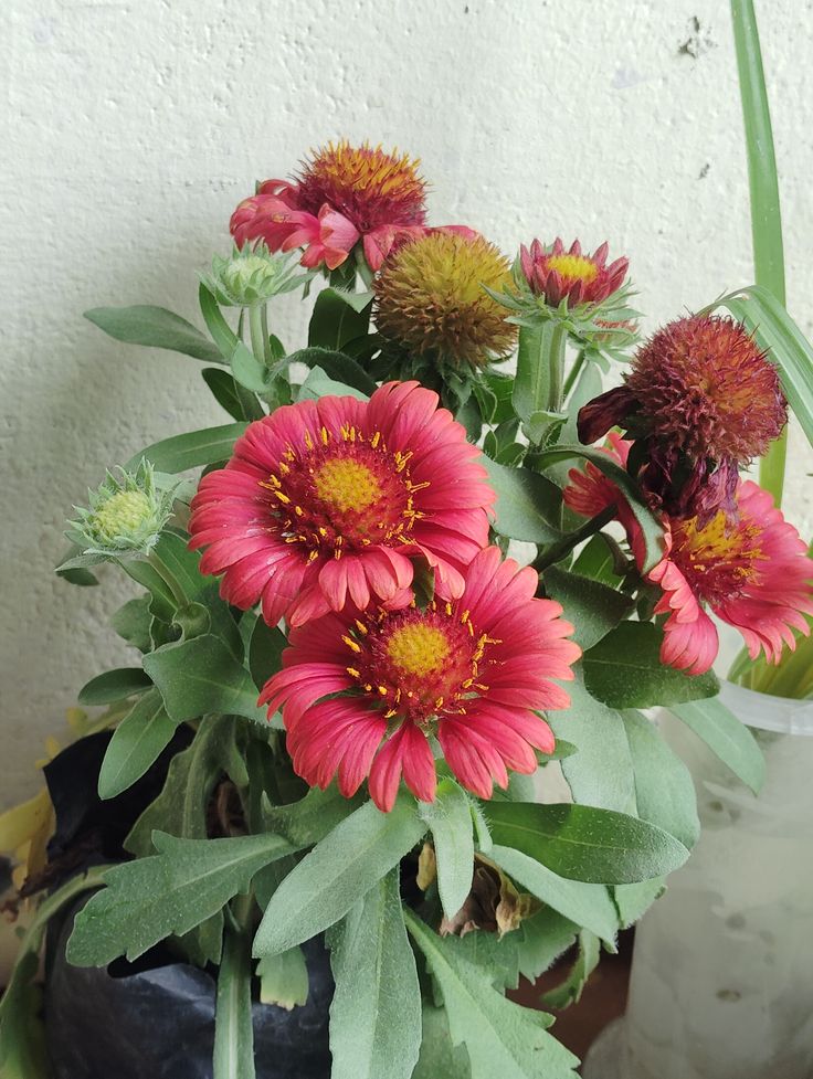Gaillardia Plant  (Blanket Flower )