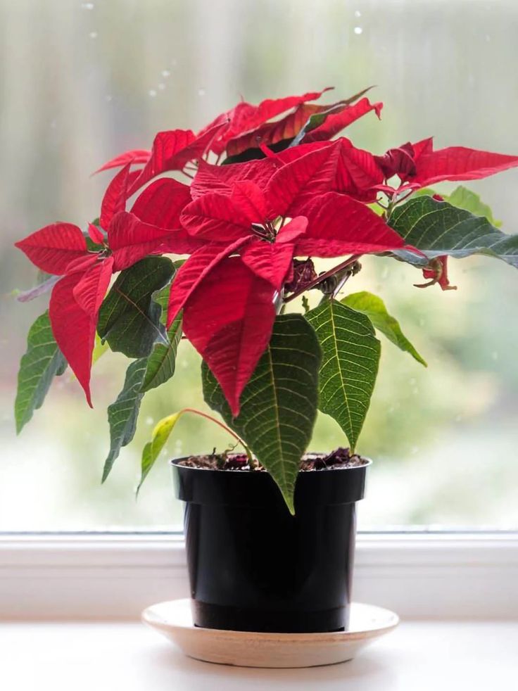 Poinsettia Plant (Christmas Star / Christmas Flower )